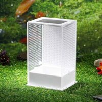 Bọ Ngựa Nhện Nhện Nuôi Hộp