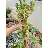 bó phát tài xoắn 70cm - cây thần tài chưng nước