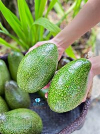 Bơ Sáp Cổ Long Khánh VN – KG