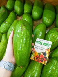 Bơ sáp Dak Lak - combo 50k/2kg