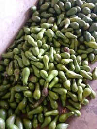 bơ sáp Đăk Lăk Sẵn 500kg giá sô lô 6 nghìn