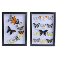 Bộ sưu tập bướm 12 con
