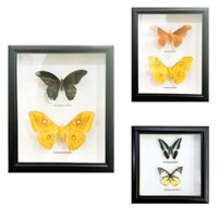 Bộ sưu tập bướm 2 con