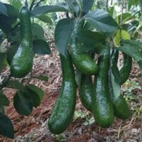 Bơ trái dài bơ 034