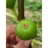 Bộ vỉ mạch quạt điều khiển Mitsubishi LV 16 RT RS thay thế sửa chữa triệt để