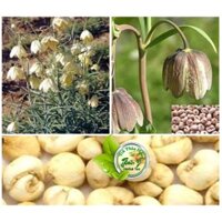 Bối Mẫu ( Xuyên Bối Mẫu ) khô sạch