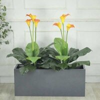 Bồn Cây Hoa Rum Trang Trí Cửa Hàng, Studio, Tiệm Quán, Văn Phòng, Nhà Cửa – Cao 1M2 – Mã CG205