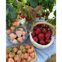 Bốn mùa hạt dâu tây Hạt giống chậu Vườn xanh ban công Kết quả năm đó Kem dâu tây Vườn ban công trồng Trồng trái câ