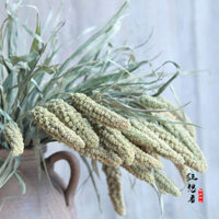 Bông gạo tre, hoa khô tự nhiên, hoa thật, bông gạo hoang dã, cắm hoa, chụp ảnh, trang trí nhà cửa, bán buôn Vân Nam