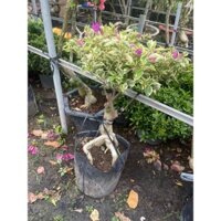 Bông giấy bonsai lá cẩm thạch hoa hồng size chậu nhựa dẻo C10