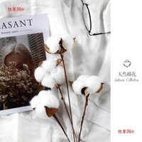 Bông hoa khô ins nhỏ tươi mát trang trí nhà đạo cụ chụp ảnh đồ trang trí chụp ảnh mộc mạc màu trắng Sản phẩm mới một giá