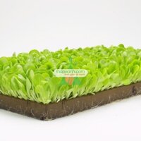 Bông khoáng (Rockwool, Len Đá)