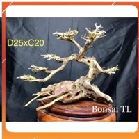 Bonsai cho bể cá thuỷ sinh D25xC20