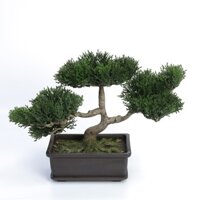 Bonsai để bàn - Cây kiểng bonsai - Bonsai 442