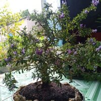 Bonsai Linh Sam Siêu Hoa