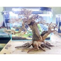 BONSAI LŨA GỖ MINI DÁNG THÁC ĐỖ 2 TÁN DÙNG CHO HỒ 30CM-60CM | THIẾT KẾ CỔ THỤ CHO HỒ THUỶ SINH