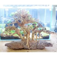 BONSAI LŨA GỖ MINI DÁNG XOÈ ĐỨNG DÙNG CHO HỒ 30CM-60CM | THIẾT KẾ CỔ THỤ CHO HỒ THUỶ SINH