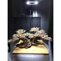 Bonsai Lũa Trang Trí Bể Thủy Sinh