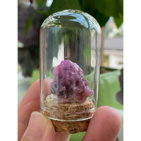 Bonsai mini Ruby Lục Yên