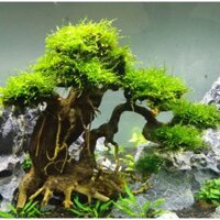 Bonsai thủy sinh, gỗ lũa thủy sinh: sa tùng, linh sam, đỗ quyên, xương chùm, lũa ghép bonsai, ghép lan....