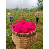 Bột hoa hồng - Bột mặt nạ thiên nhiên