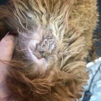 Bột và nhíp nhổ lông tai chó mèo