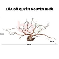 BP5 - BỘ LŨA GỖ ĐỖ QUYÊN NGUYÊN KHỐI HÀNG TUYỂN ĐÃ XỬ LÝ
