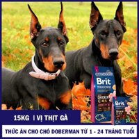 [BRIT VỊ THỊT GÀ 15KG] Thức Ăn Cho Chó Doberman 1-24 Tháng
