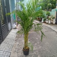 Bụi Cây Cau Kiểng (1.7)m