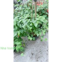 Bụi Cây Lồng Đèn Lớn