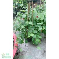 Bụi Cây Lồng Đèn Lớn