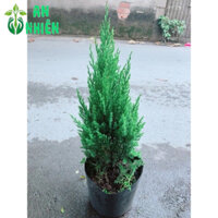 Bụi Cây Tùng 30-40cm (Trang Trí Noel)