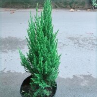 Bụi Cây Tùng (Cây Sơn Tùng)