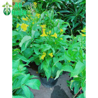 Bụi Hoa Chuông Vàng 50-60cm