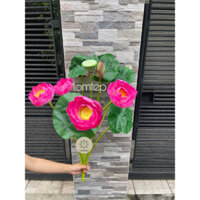 Bụi hoa sen Thái Đại cao cấp 77cm