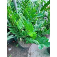 Bụi Kim Phát Tài Cao Cả Bầu 1m Tán 60-70cm