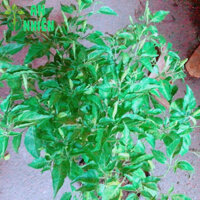 Bụi Ớt Xiêm Cho Sai Trái