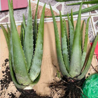 Bụi to Nha đam Mỹ cao (cây trưởng thành cho bẹ cực to) Nha Đam giống Mỹ