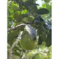 Bưởi Da Xanh Cắt Tại Vườn size 1kg-1.2kg