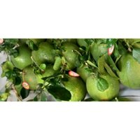 Bưởi da xanh loại1 mỏng vỏ (trái từ 1,4 kí -1,6 kí)