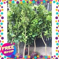 Bưởi đỏ và bưởi da xanh(cây choai trồng nhanh cho quả) + Tặng 1kg phân