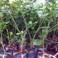 Bưởi Năm Roi Chiết