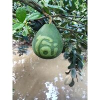 Bưởi Tạo chữ tài lộc