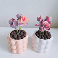 [Bướm bay múa] Điệu nhảy của bướm Cẩm Ngọc treo chuông nhiều thịt cây cổ phiếu nhỏ thịt cây xanh hoa ch