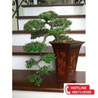 Bút bi nước khô nhanh Deli - 0.5mm - Bút viết thư pháp - Ống bút liền mực - Mực Xanh - 1 chiếc - S856 - Mực đen