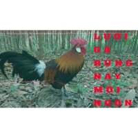 c 50m Lướic  bẫy gà rừng ,chiều cao 4.5 mét viền cước bấm chì, lưới dù thái màu đen tàn hình đã làm hoàn chỉnh.