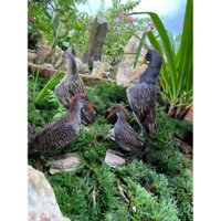 c Chim mồi giả nhồi keo bẫy chim bìm bịp và quốc hoặc gà đồng gà nước mắt đỏ mắt xéo