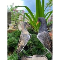 c Chim mồi giả nhồi keo bẫy chim bìm bịp và quốc hoặc gà đồng gà nước mắt đỏ mắt xéo