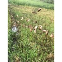 c1 tay 60 mét lưới 5 phân tổng hợp từ chào mào ,trao trảo cu tiểu chiều cao 7m 5 dây 4 túi , lưới cước thái màu đen tàng