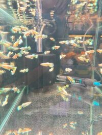 Cá 7 màu Full Gold (1c)